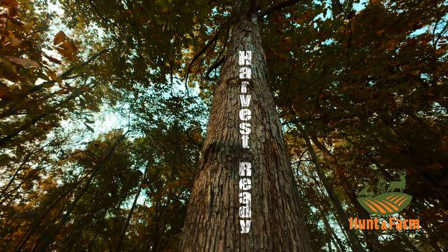 Still 2025-11-29 081237_1.59.1.jpg